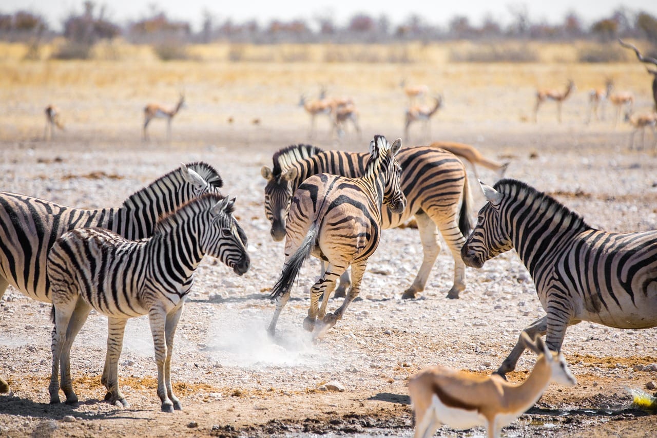 zebras, namibia, africa, safari, animals, nature, wild, strip, etosha, national park, wildlife, wilderness, crosswalk, zebras, zebras, zebras, zebras, namibia, namibia, namibia, namibia, namibia, africa, safari, etosha, etosha