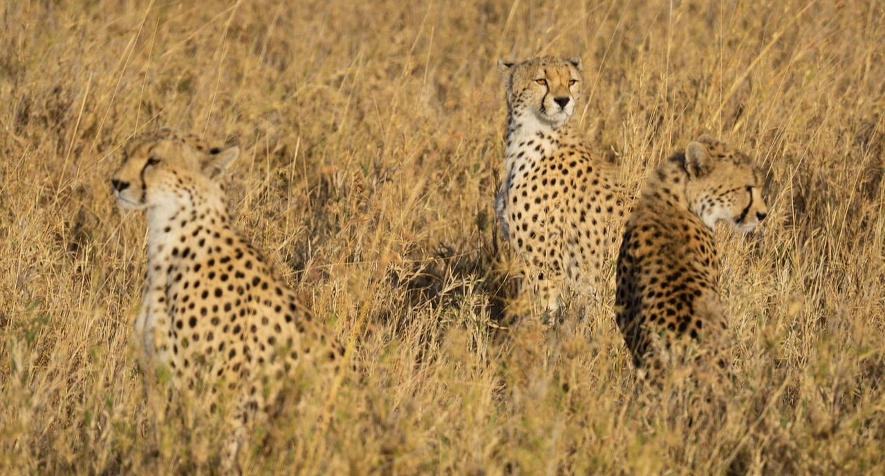 7 Days Zanzibar Island & Safari 3 cheetah, tanzania, serengeti, nature, animal, wilderness, wildlife, africa, predator, cheetah, cheetah, cheetah, cheetah, cheetah