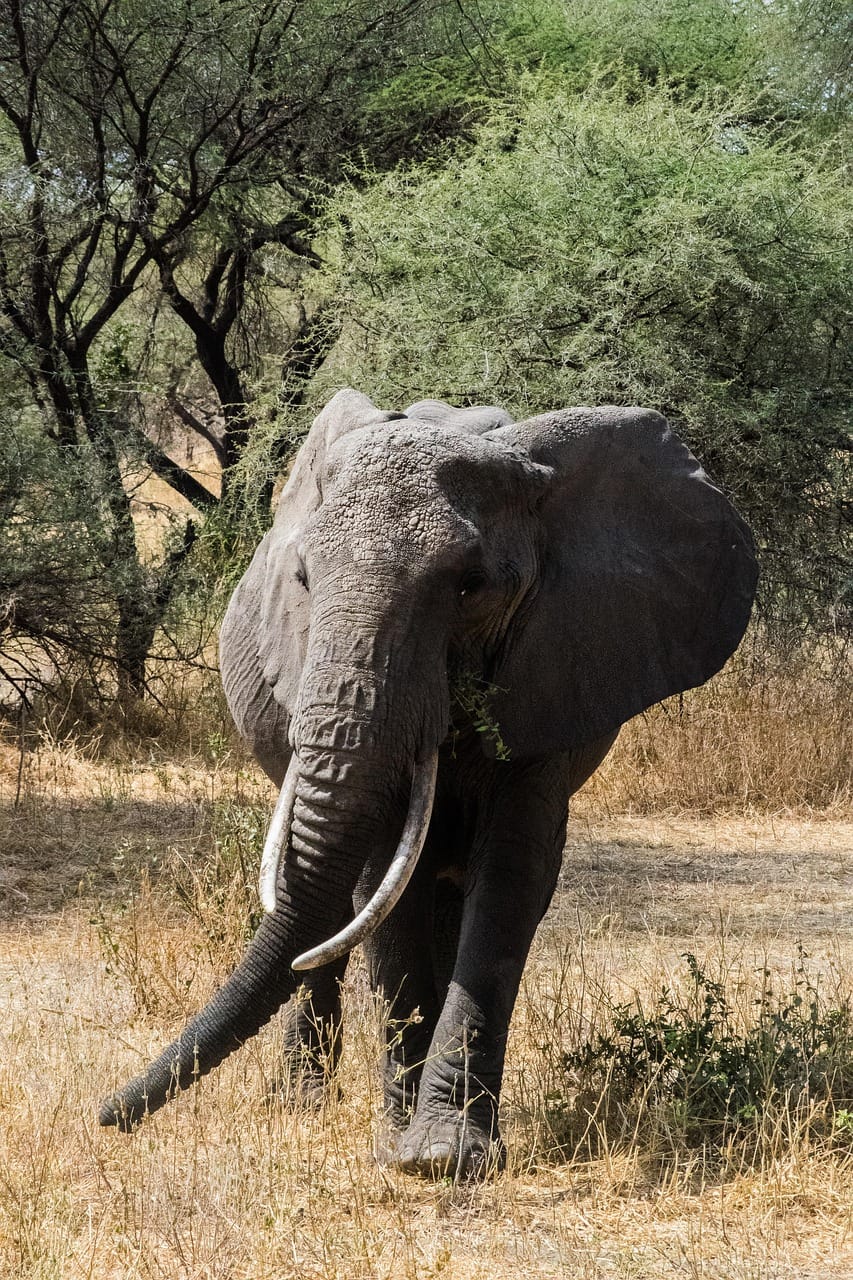 13 Days Tanzania Safari & Zanzibar Beach Holiday 4 animal, elephant, mammal, tarangire, africa, tanzania