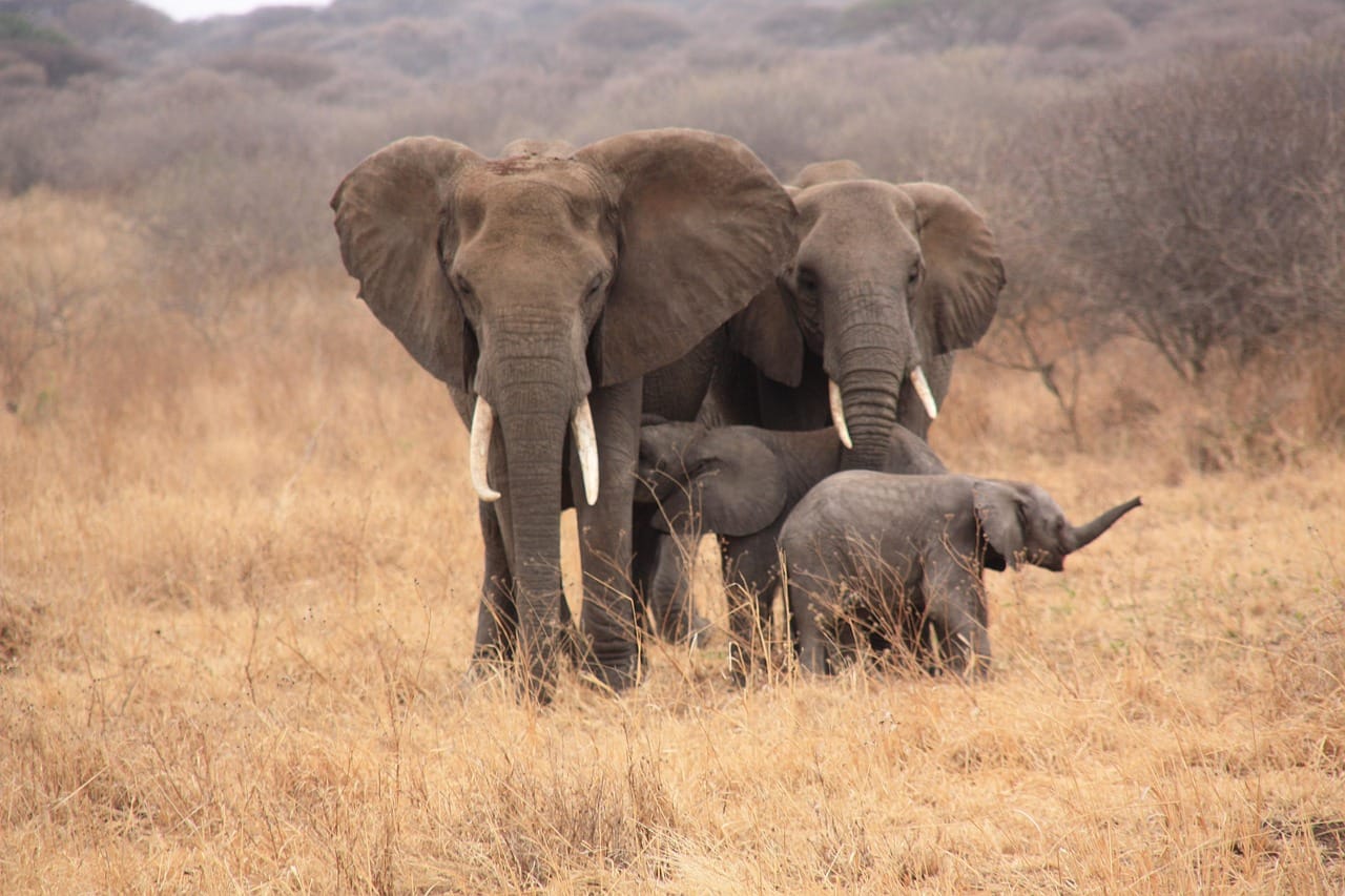 tanzania, nature, animals, elephant
