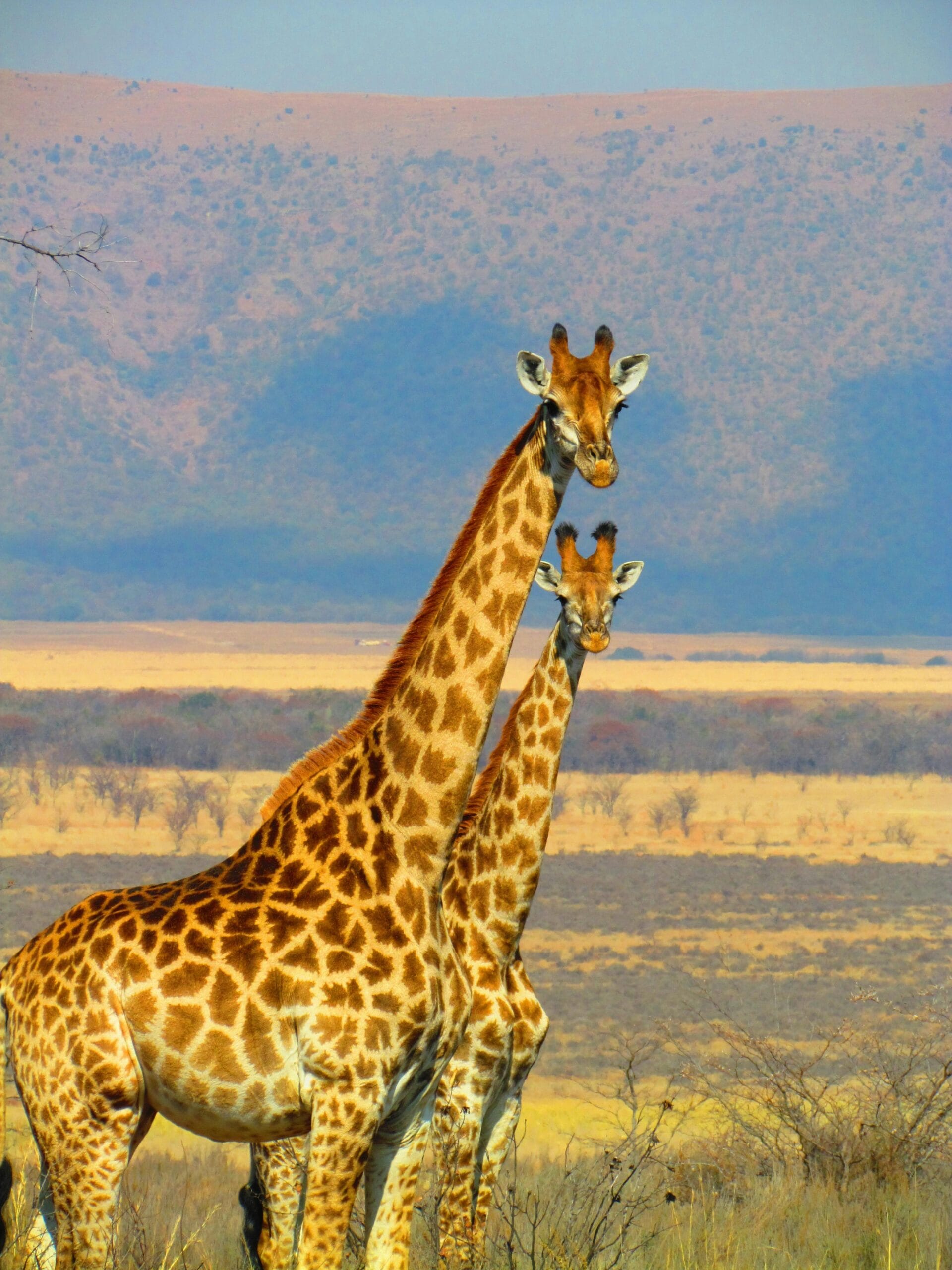13 Days Tanzania Safari & Zanzibar Beach Holiday 6 Two giraffes stand majestically against the vast African savanna, showcasing nature's beauty.