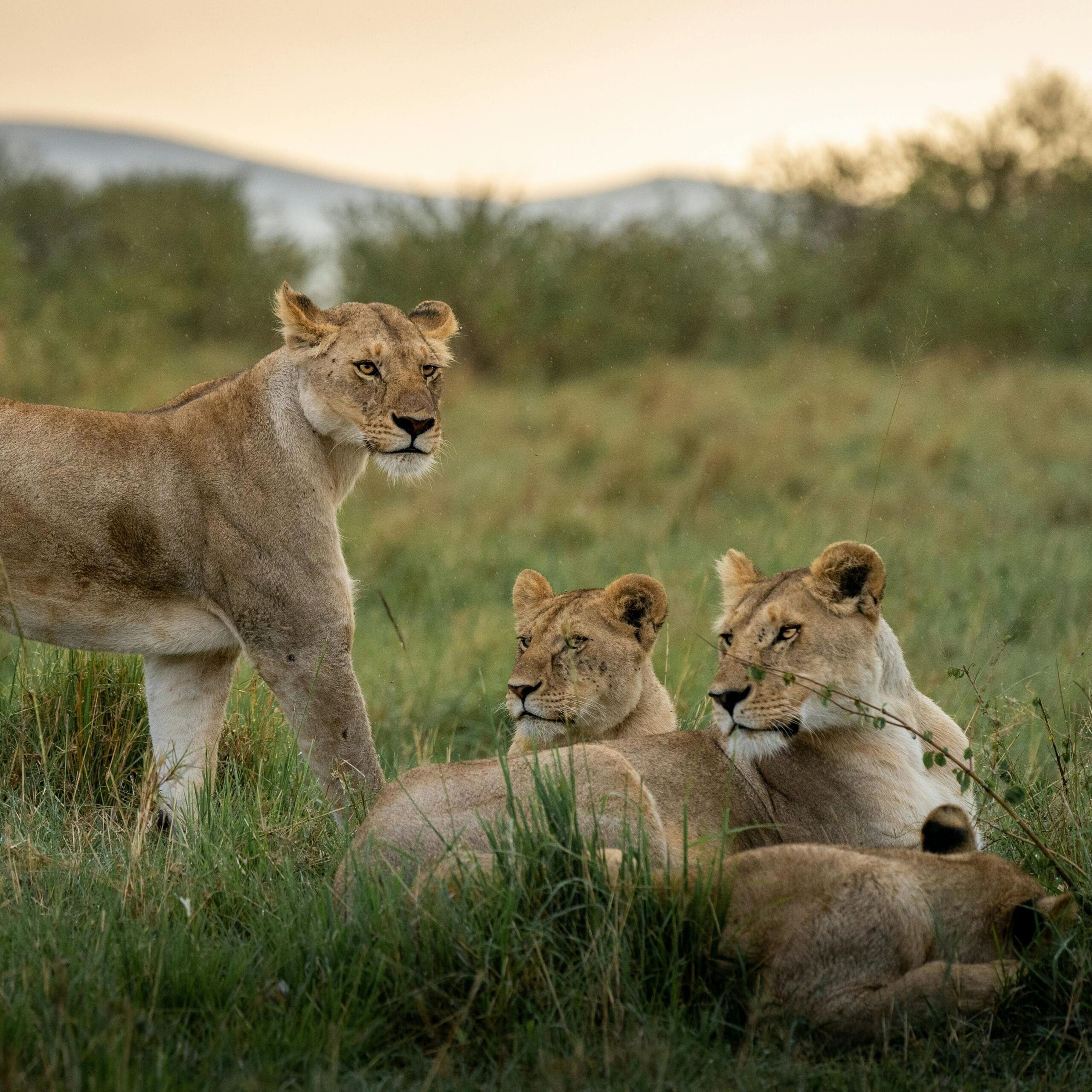 A group of lionesses resting in the savannah as the sun rises in Maasai Mara, Kenya.