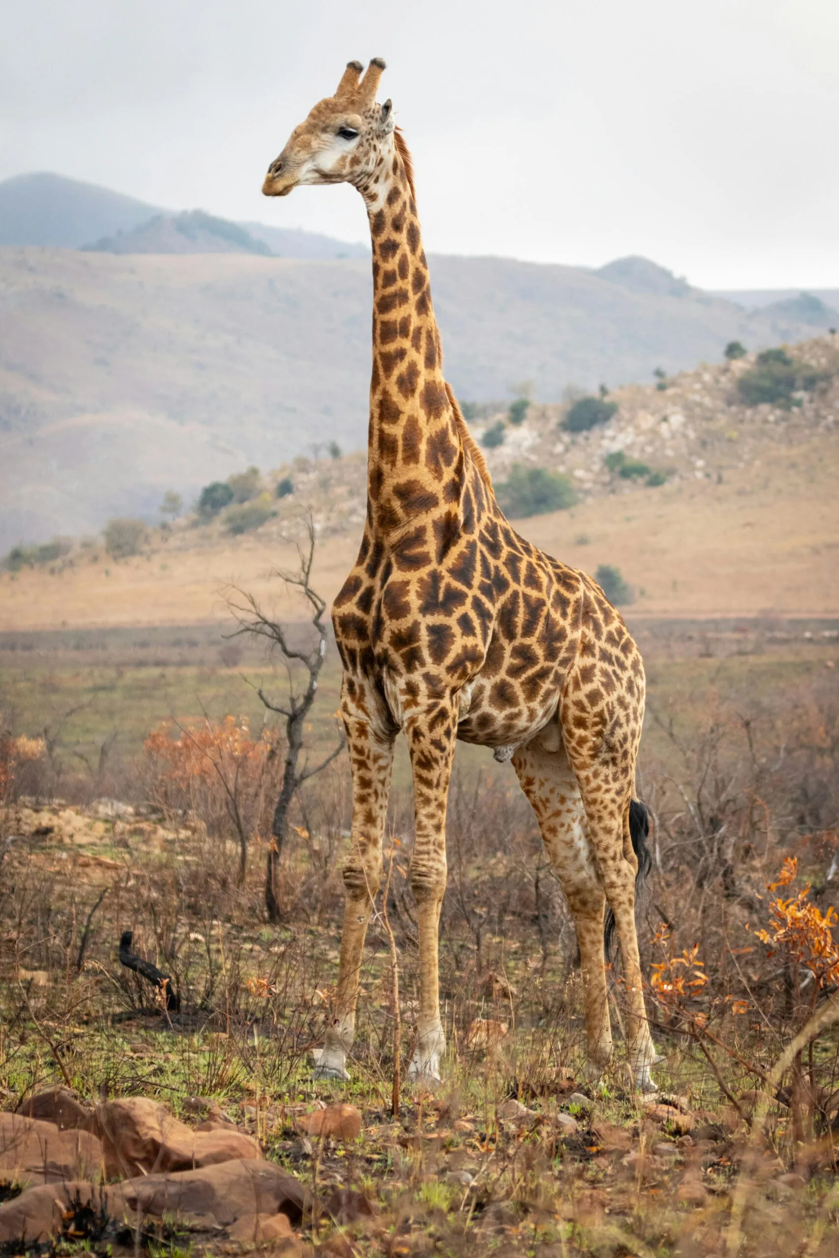 6 Days 5 Nights Tanzania Big Five Safari & Materuni Waterfalls 14 A towering giraffe stands proudly in the African savanna, with a backdrop of rolling hills and vegetation.