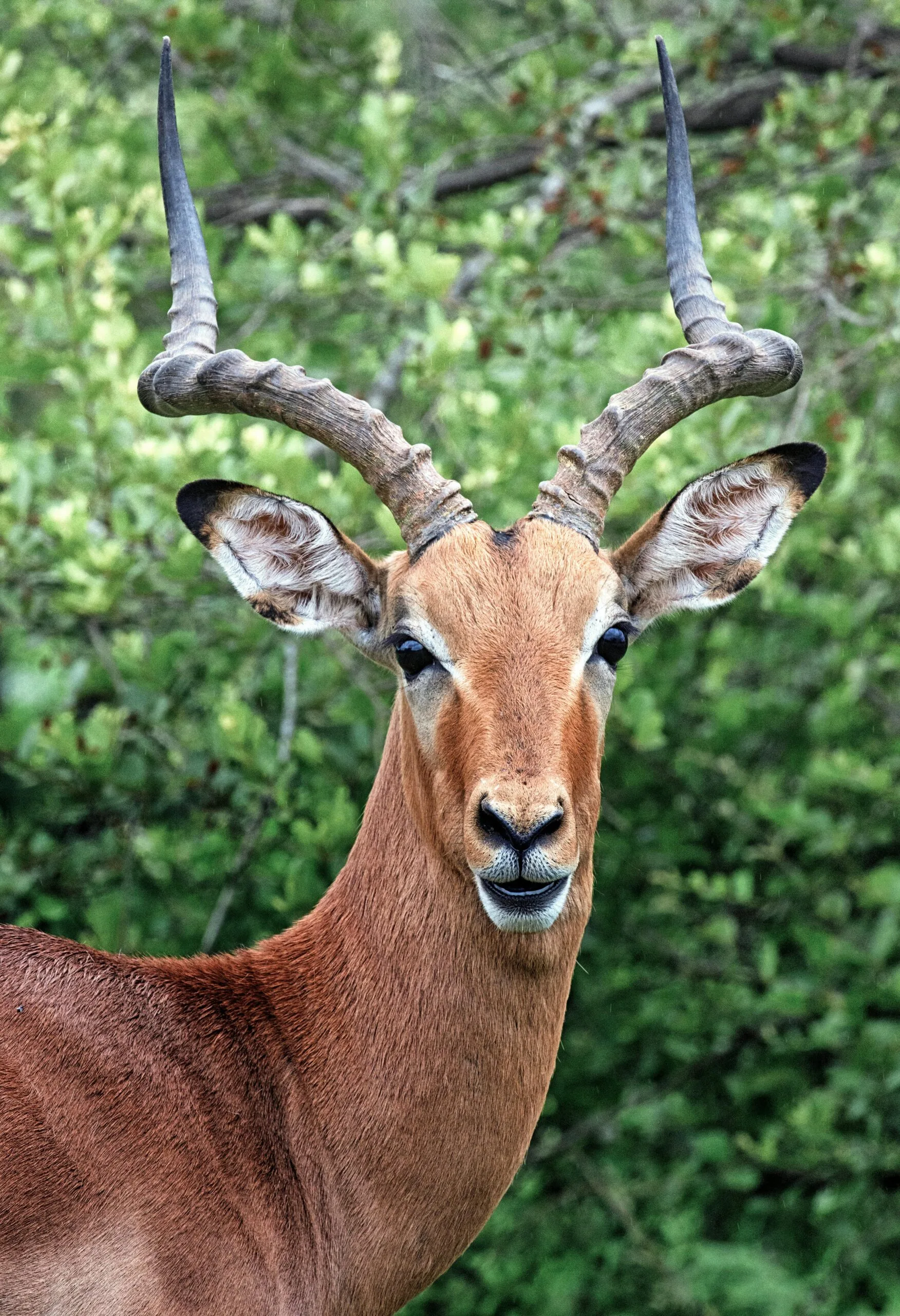 6 Days 5 Nights Tanzania Big Five Safari & Materuni Waterfalls 6 Impressive antelope with striking horns gazes intently amidst lush greenery, capturing the essence of wildlife.