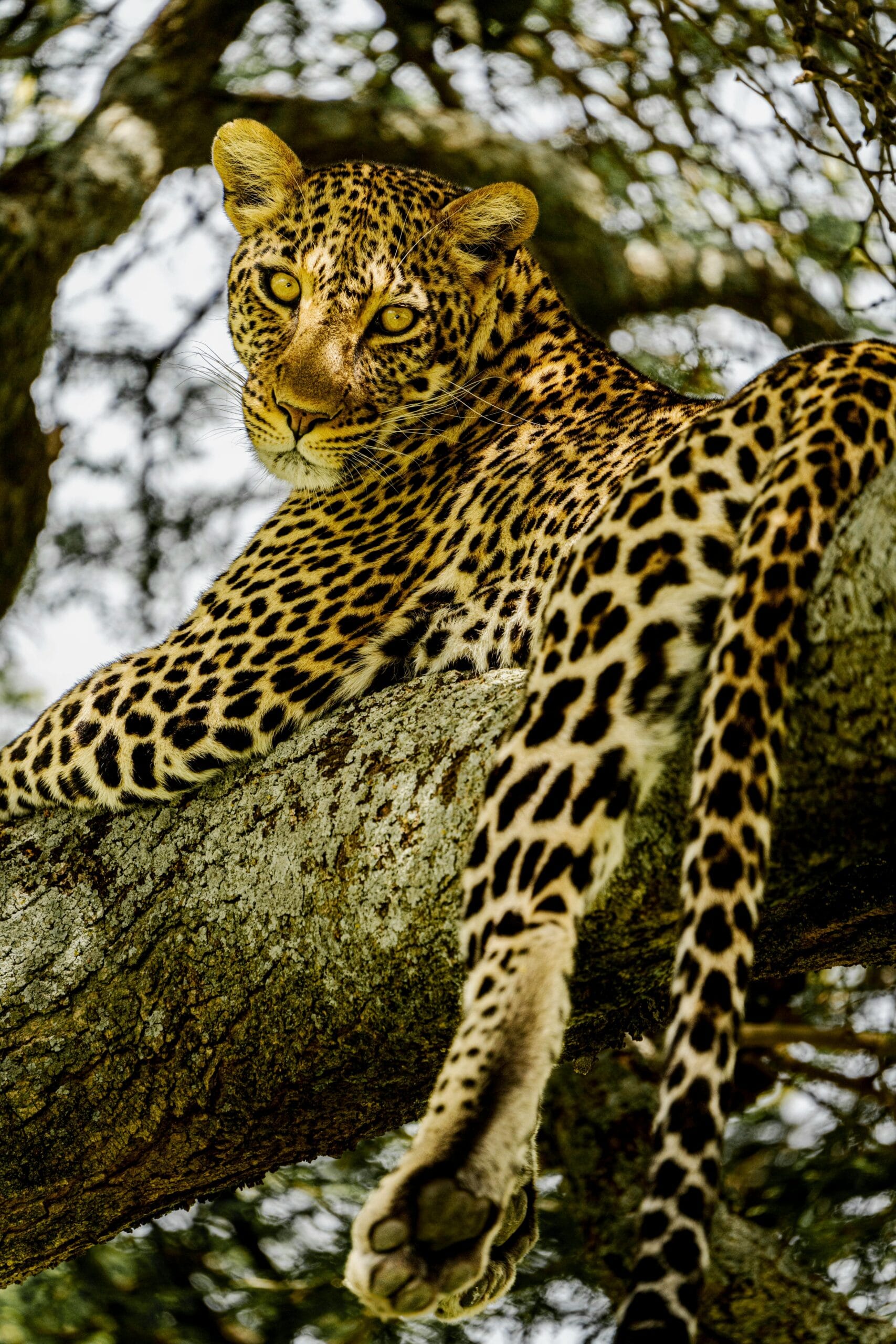 14 Days Tanzania Adventure 1 A majestic leopard lounges on a tree branch in the Serengeti, showcasing its striking spotted coat.