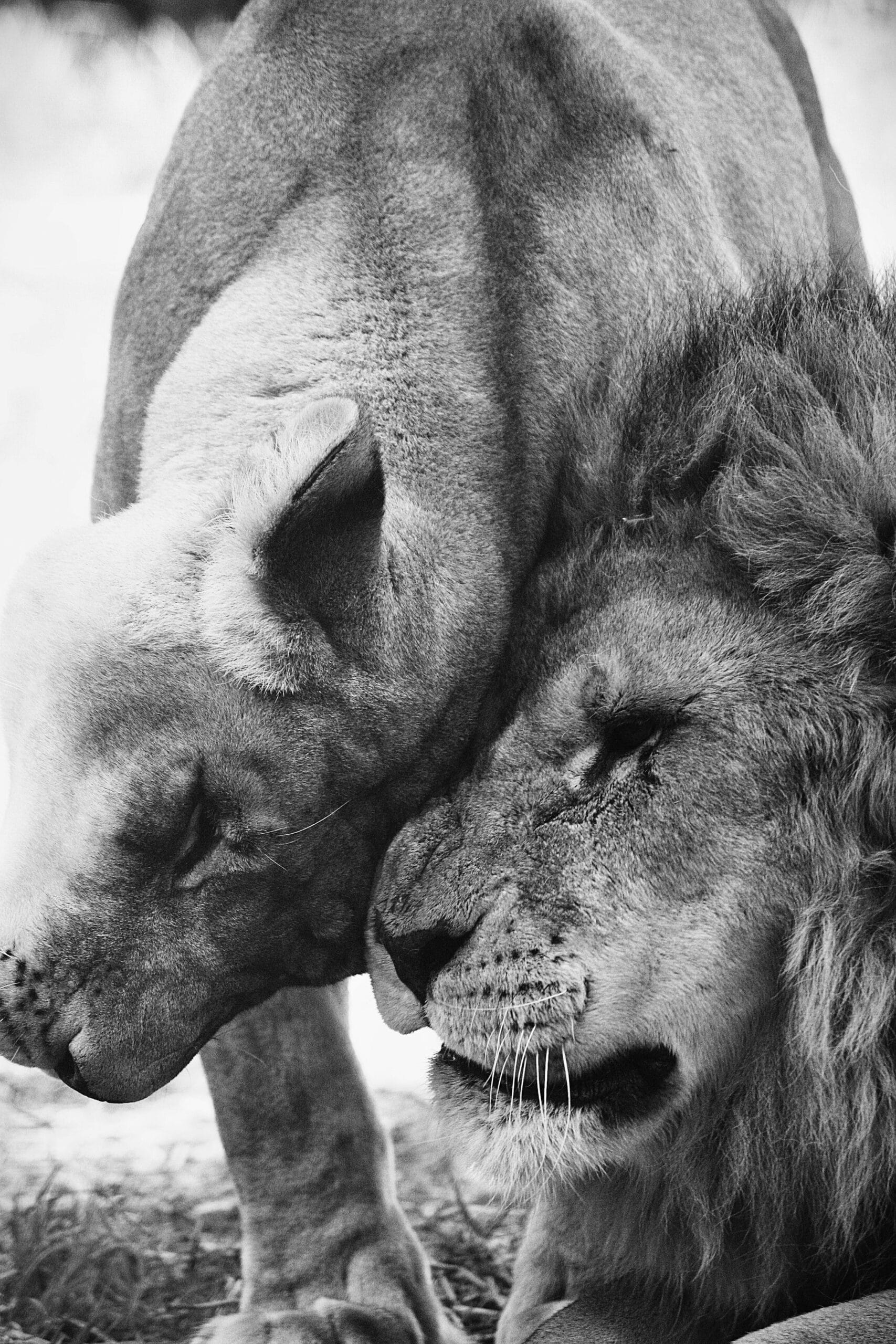 15 Days Tanzania Honeymoon Safari & Zanzibar Vacation 3 Captivating black and white photograph of two lions embracing gently, showcasing wildlife affection.