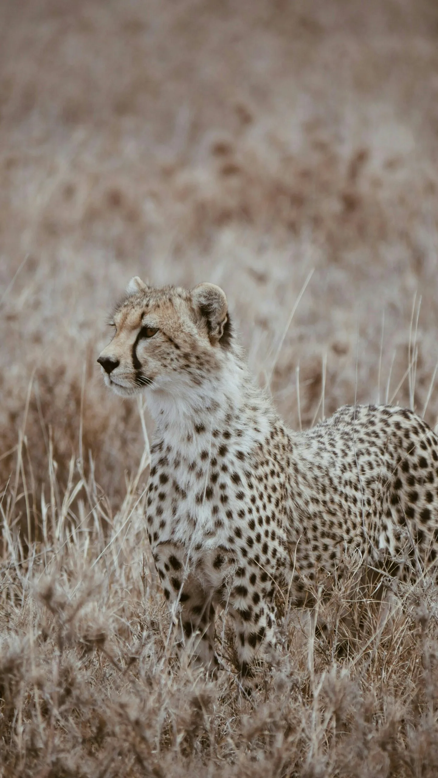 6 Days 5 Nights Tanzania Big Five Safari & Materuni Waterfalls 4 Cheetah standing alert in Tanzanian grasslands, showcasing its grace and speed.
