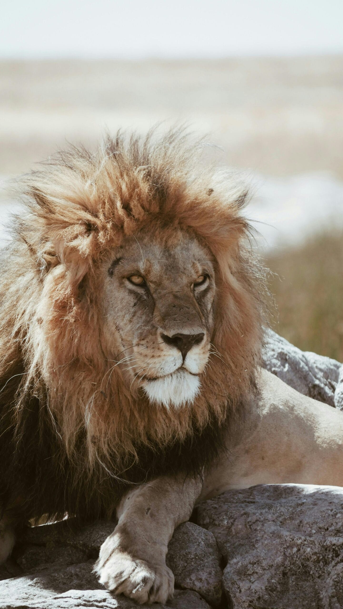 13 Days Tanzania Safari & Zanzibar Beach Holiday 2 A regal lion rests on rocks in the savannah of Tanzania, showcasing its majestic mane.