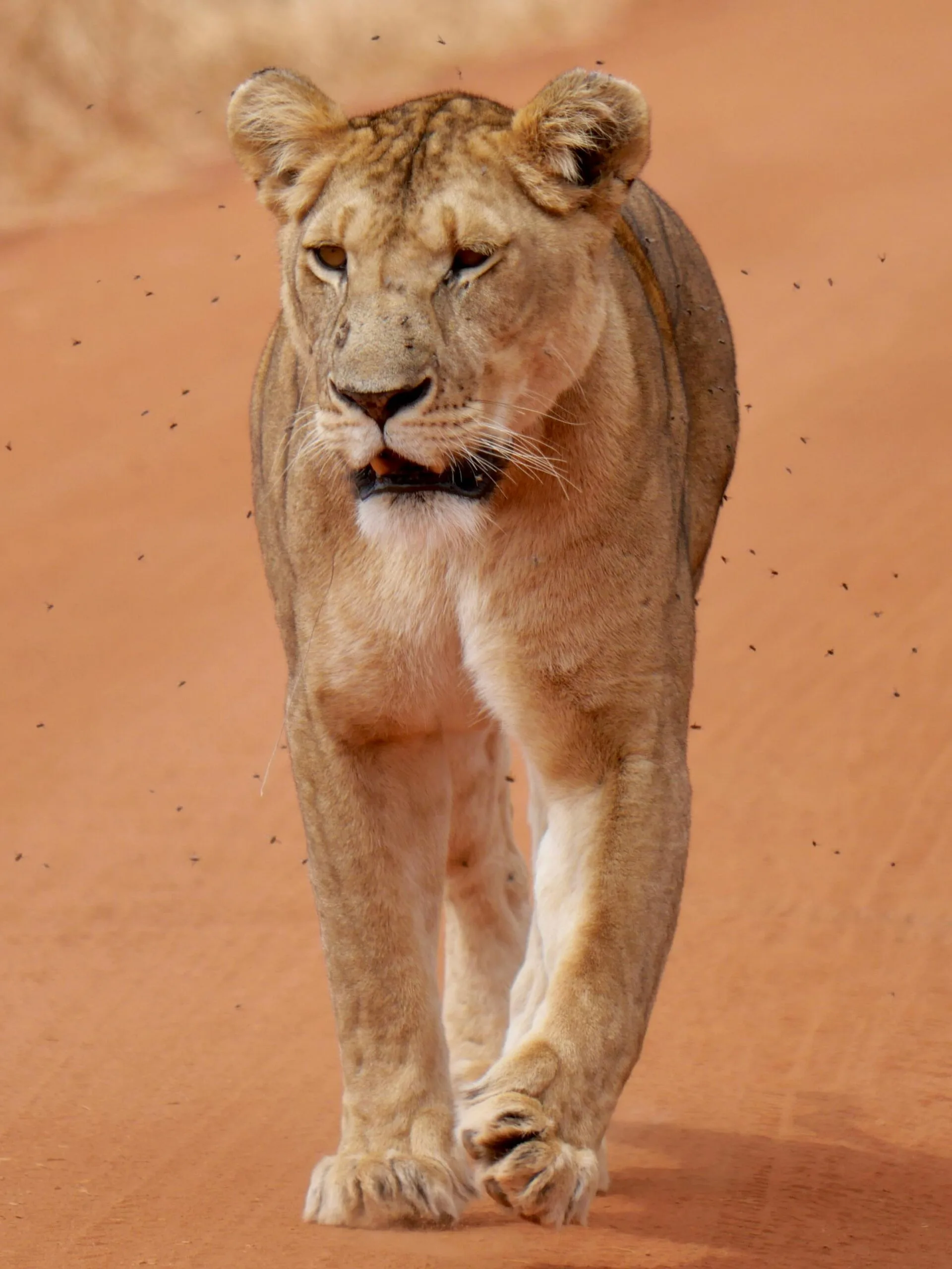 6 Days 5 Nights Tanzania Big Five Safari & Materuni Waterfalls 2 A powerful lioness strides confidently in Tarangire National Park, Tanzania.