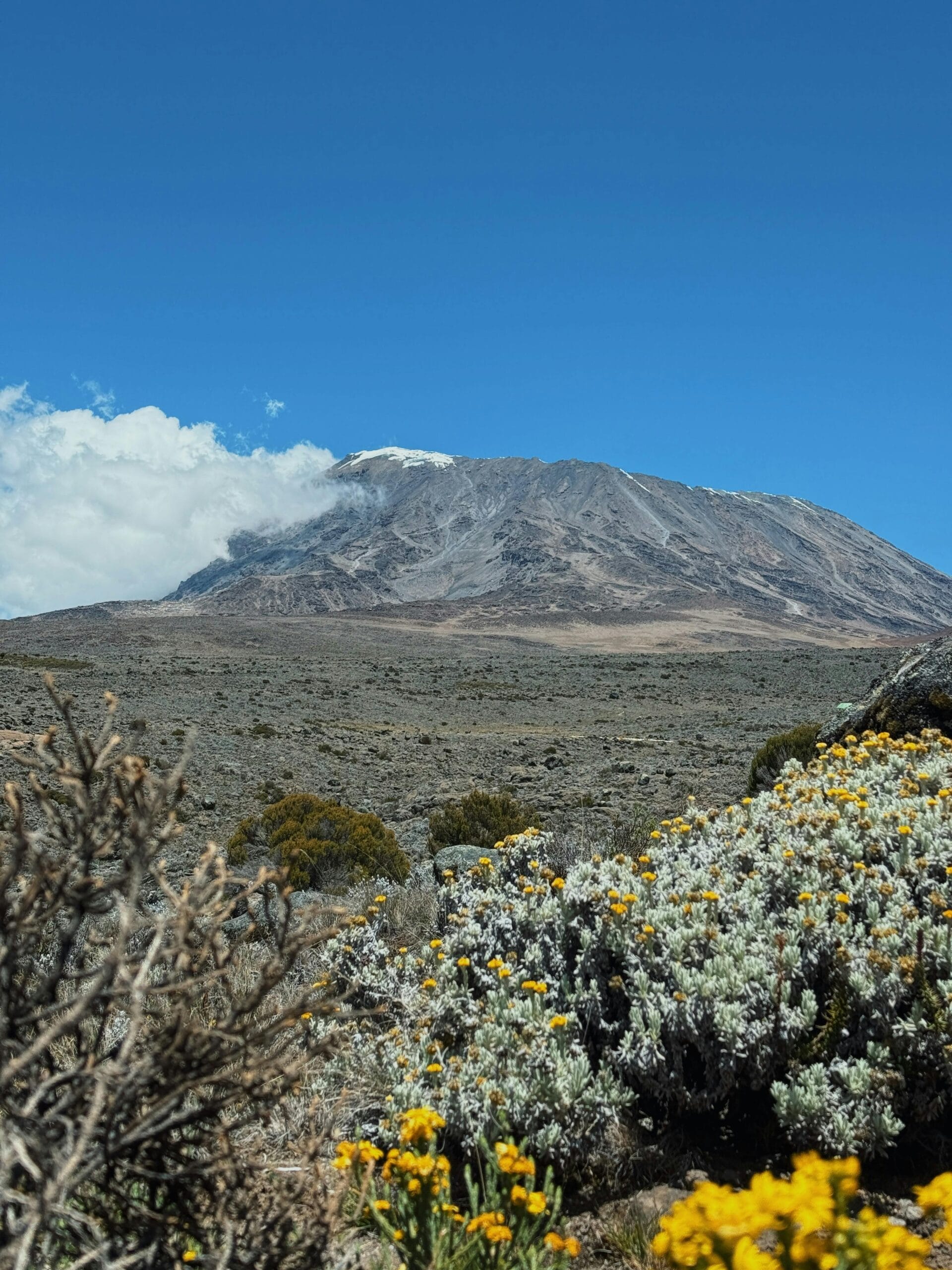 10-Days Mount Kilimanjaro Lemosho Route Trek 1 View of Mount Kilimanjaro surrounded by African flora and clear blue skies.