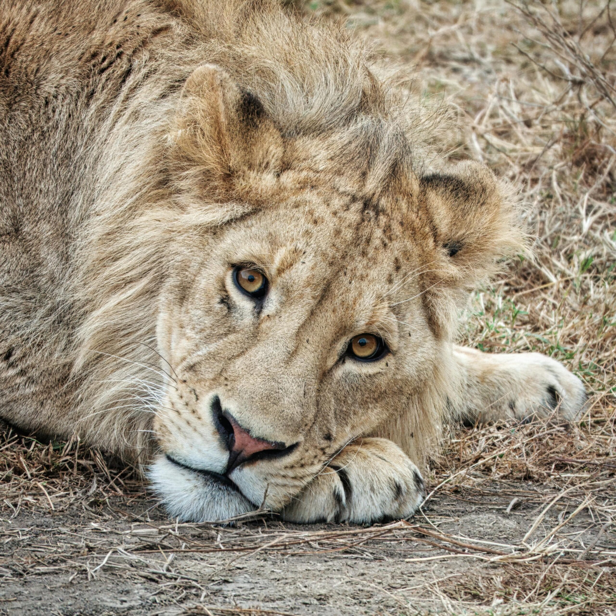 Close-up of a male lion lying on grass in Arusha Region, Tanzania. Captivating eyes and majestic mane.