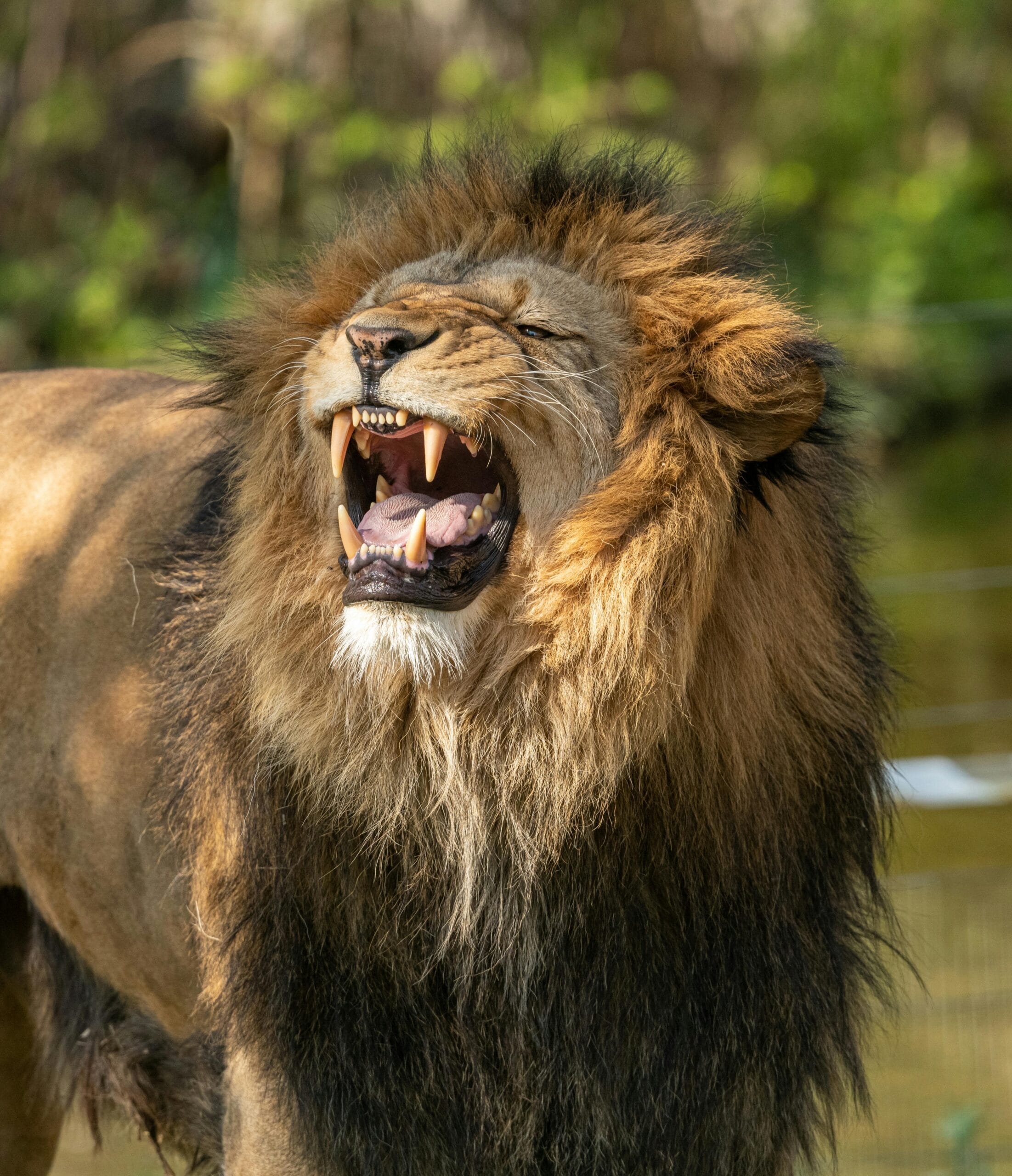 4 Days Tanzania Safari, Mid-Range Wildlife Tour 1 A fierce and roaring lion showcasing its mane and powerful presence in the wild outdoors.