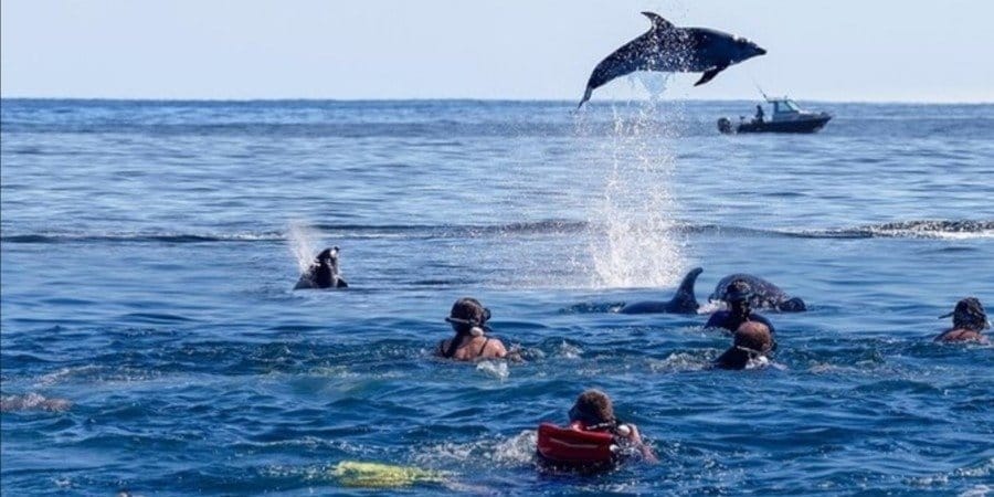 Mnemba Island Dolphin & Snorkeling Tour – Marine Life at Its Best 7 7a