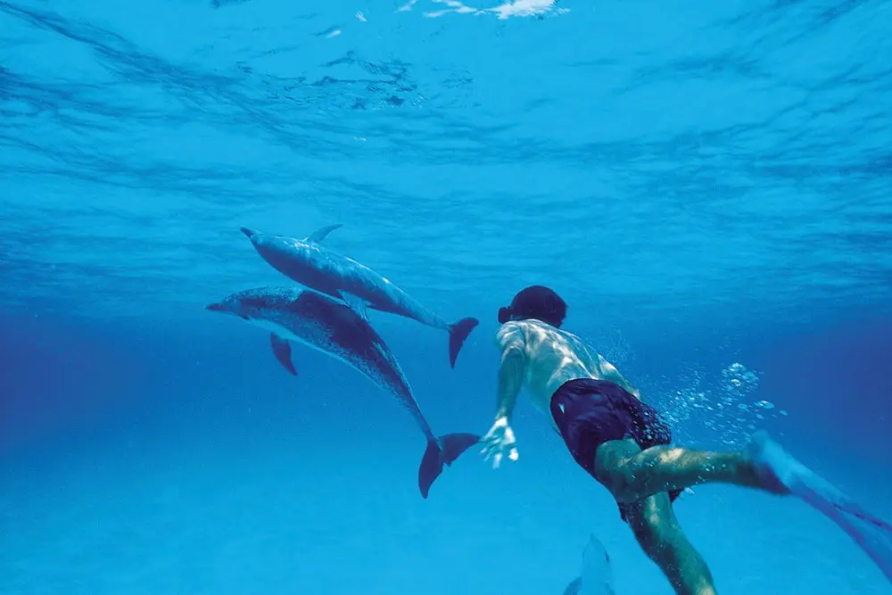 Book a Ride in Zanzibar 87 Mnemba Island Dolphin & Snorkeling Tour – Marine Life at Its Best