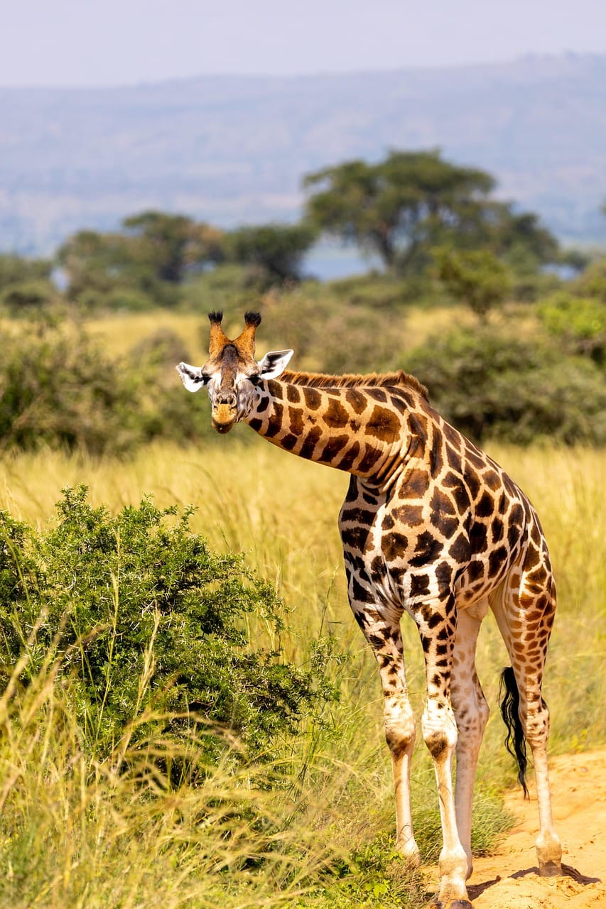 giraffe, animal, safari, wildlife, nature, wilderness, grass, national park, murchison falls national park, uganda
