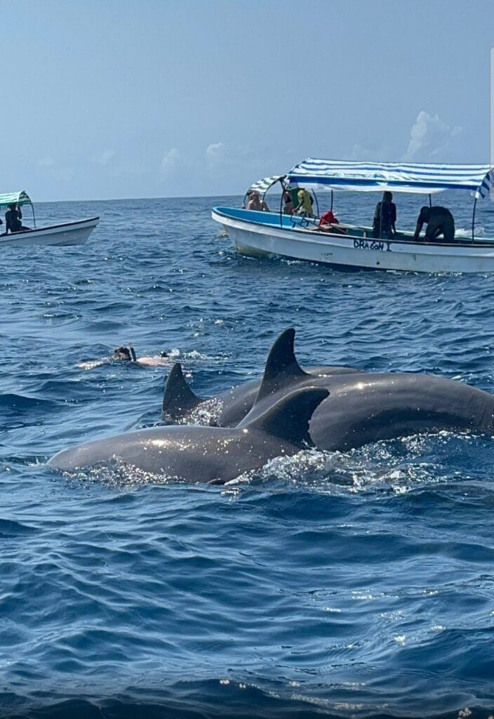 Zanzibar Dolphin Tour & Pungume Island Day Trip: Snorkeling, Beach Escape & Ocean Adventure 4 mi2