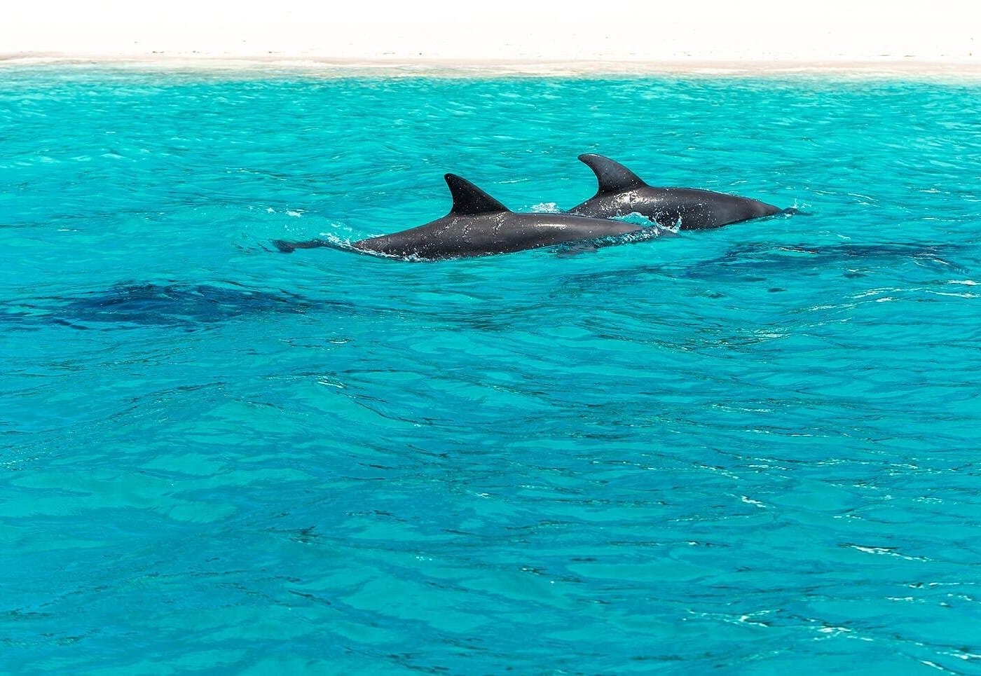 Mnemba Island Dolphin & Snorkeling Tour – Marine Life at Its Best 4 mi3