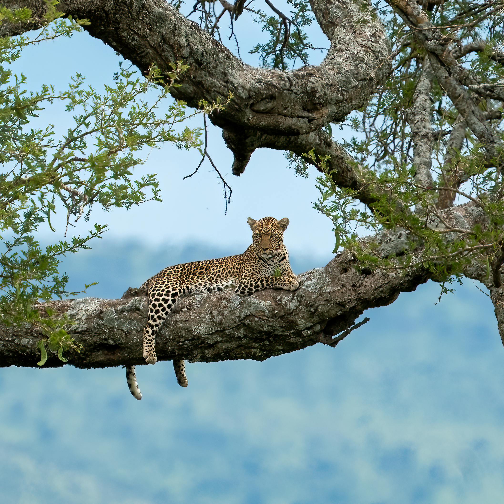 A stunning leopard resting on a tree in a serene African wilderness setting.