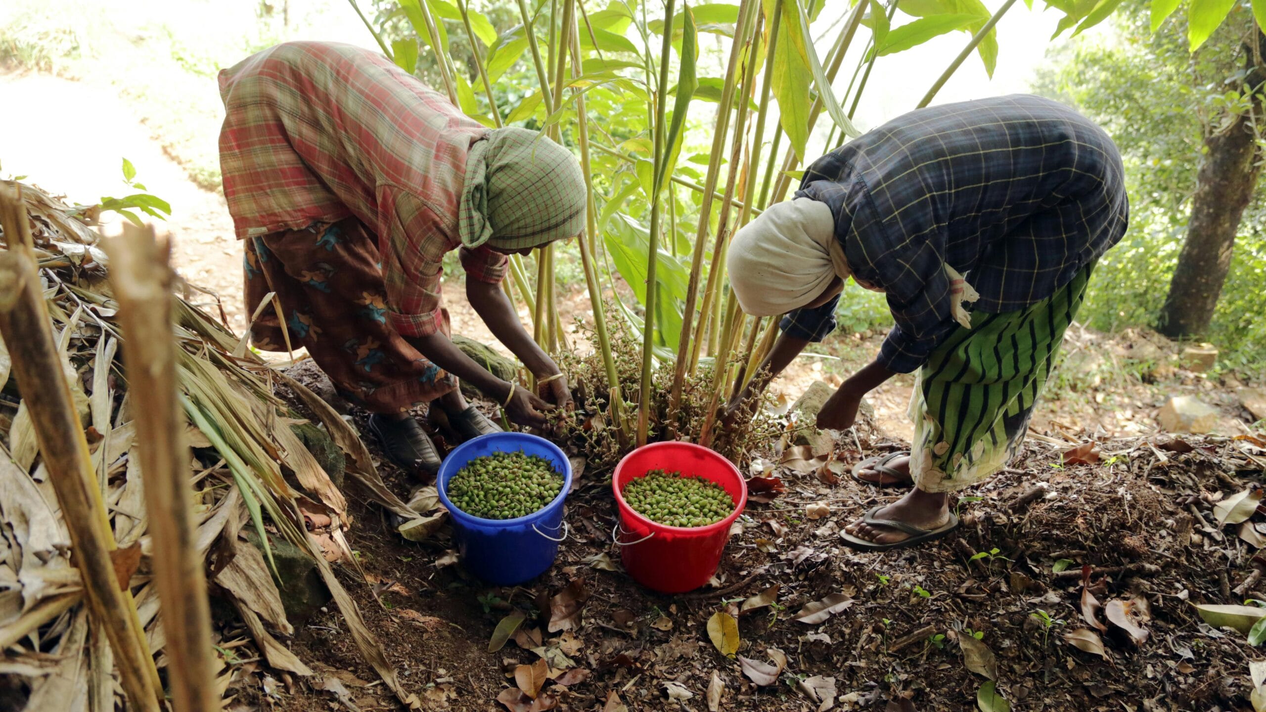 Women farmers collecting cardamom in Wayanad, India. A glimpse into traditional agriculture.