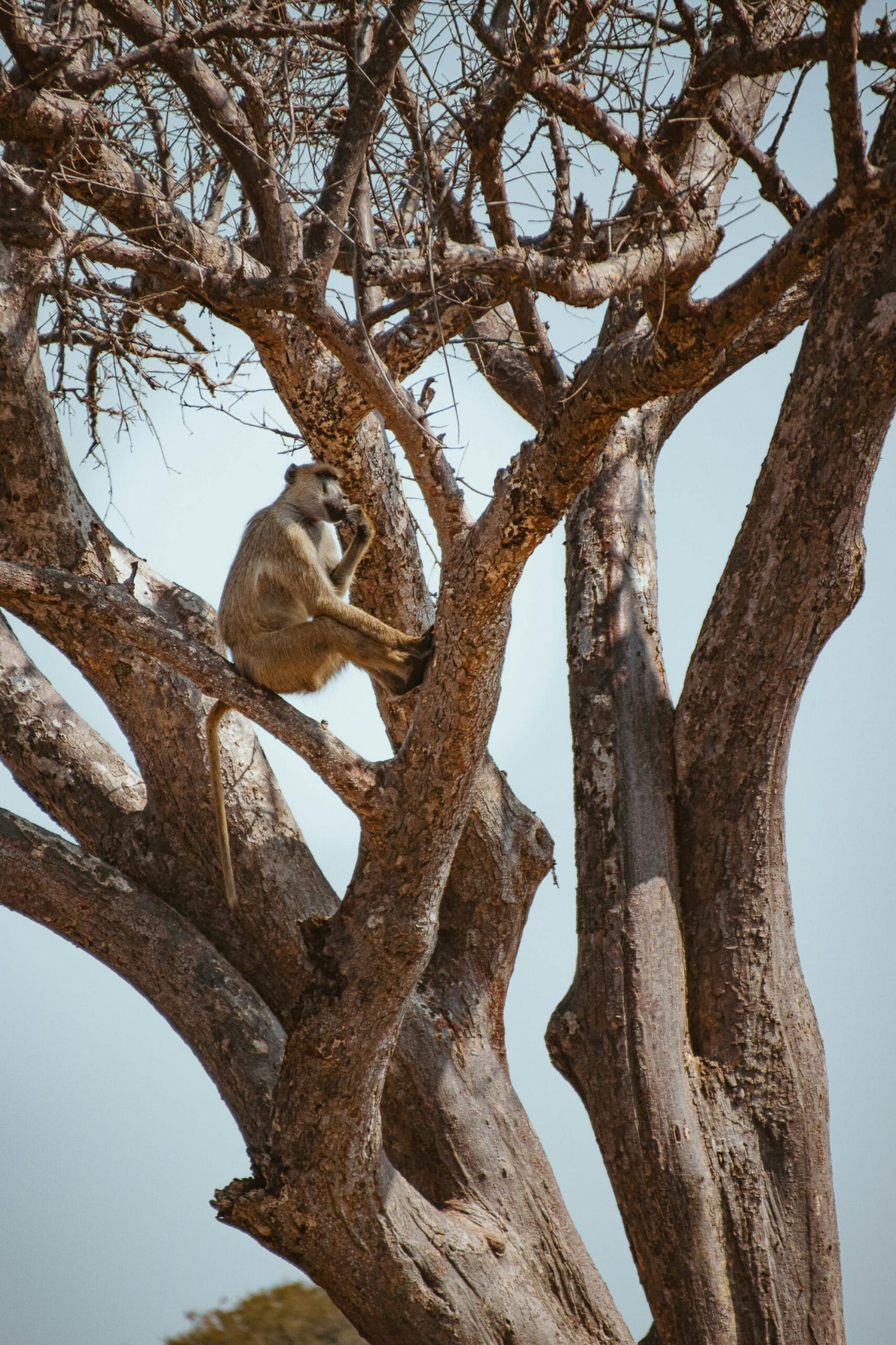 Vervet monkey sitting in a tree in Mikumi National Park, Tanzania.
