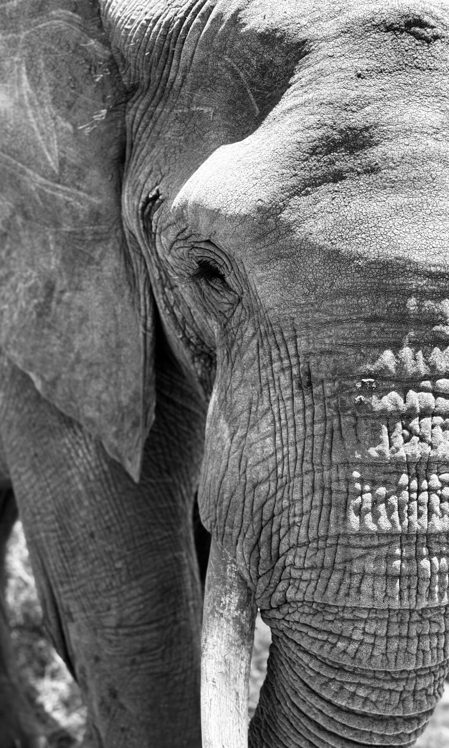 Intriguing black and white close-up of an elephant in Arusha, showcasing textured skin and serene expression.