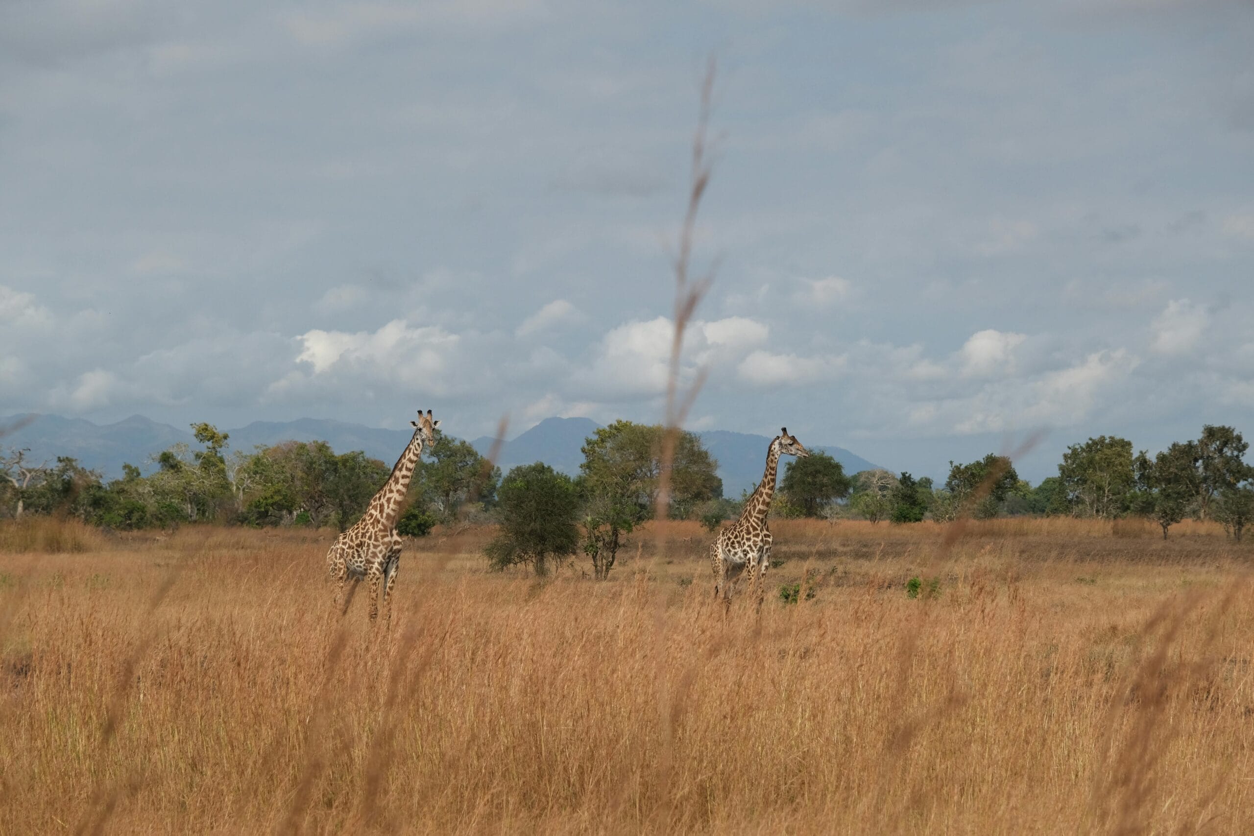 Two giraffes roam the grassy savanna in Morogoro, Tanzania under a bright sky.