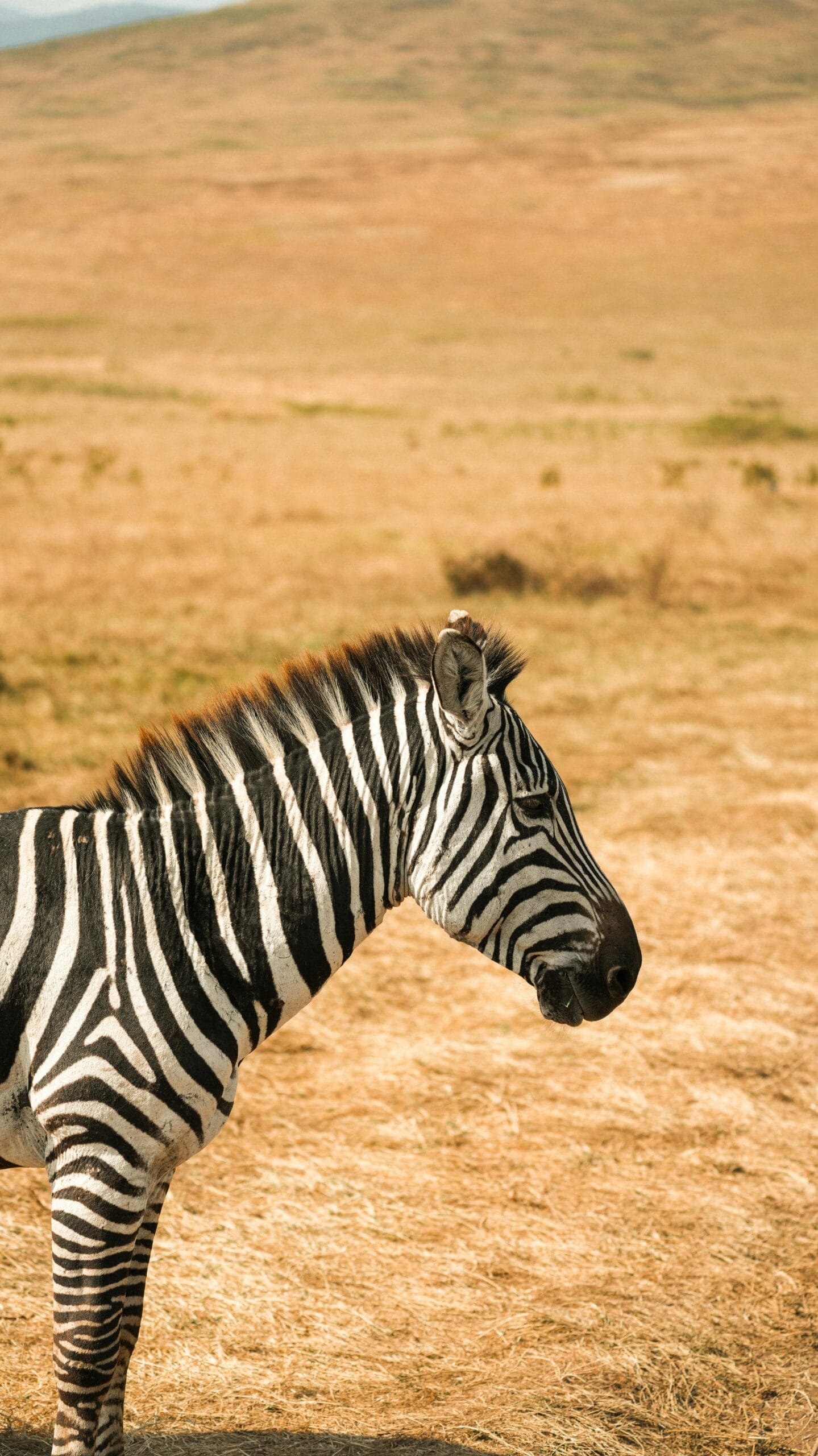 A lone zebra stands gracefully in Tanzania's vast open grasslands under the bright sun.