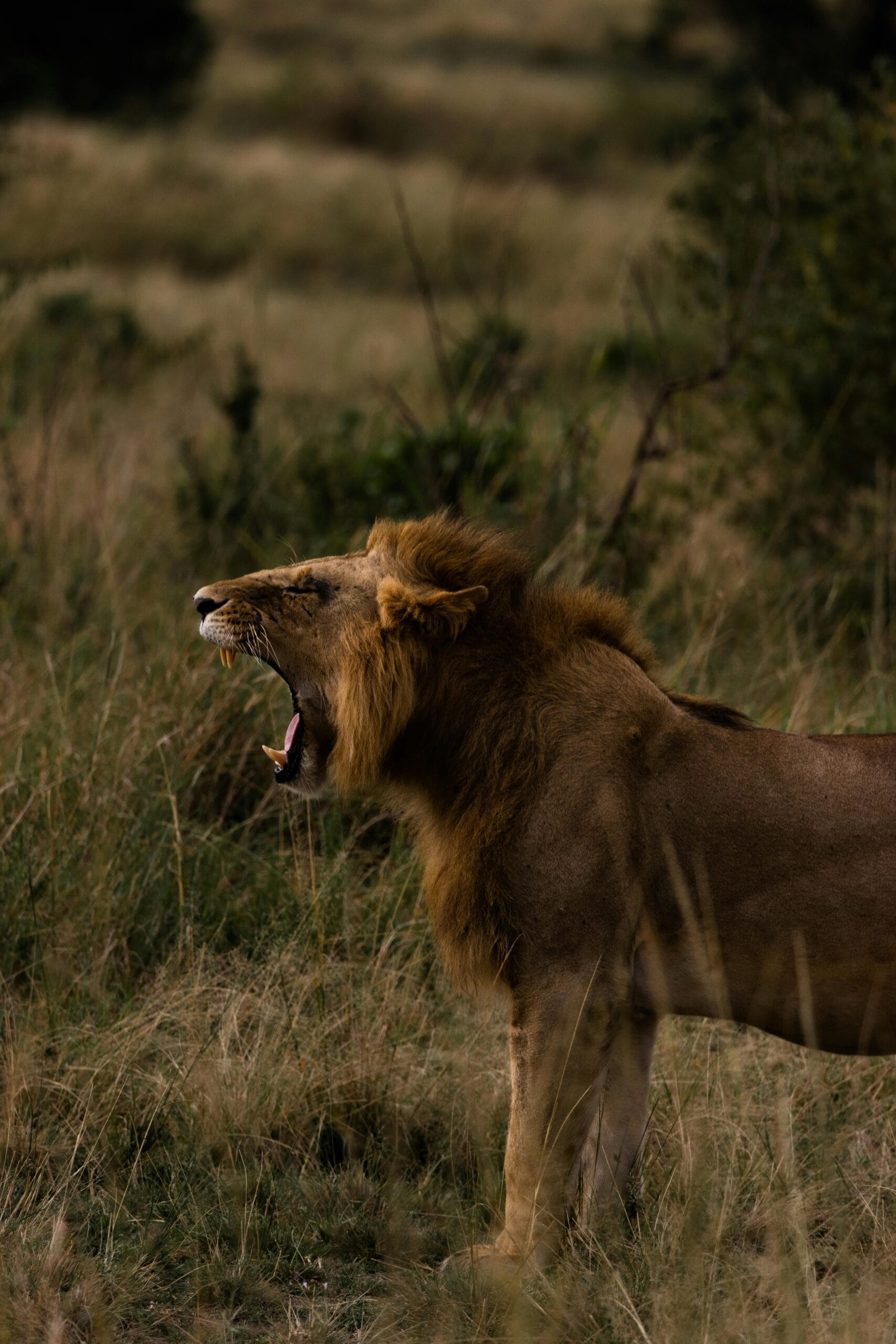 A powerful lion roaring in the tall grass of the African savannah during daylight.