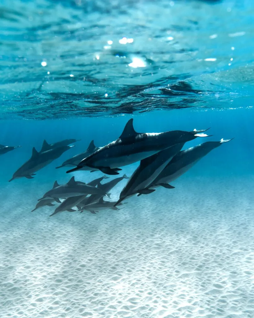 A serene scene of dolphins swimming underwater, captured off the coast of Hawaii, showcasing nature's beauty.