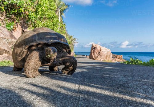 Seychelles, La Digue, Aldabra giant tortoise, Aldabrachelys gigantea